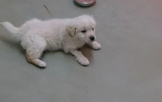 Welpe aus Rumänien aufmerksam