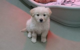 Welpe aus Rumänien von vorn