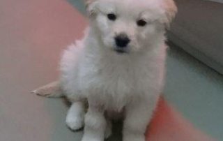 Welpe aus Rumänien sitzt vor Korb