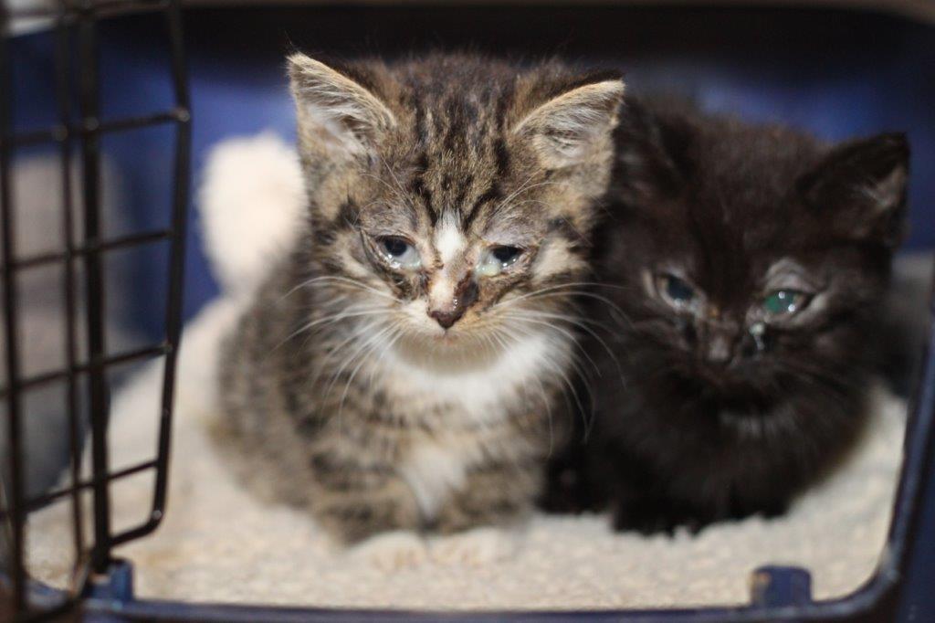 zwei Katzen im Korb von vorn