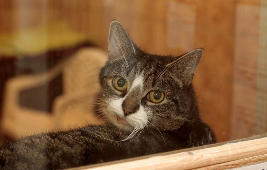 Katze-sternchen-trauriges Kruba hat uns für immer verlassen