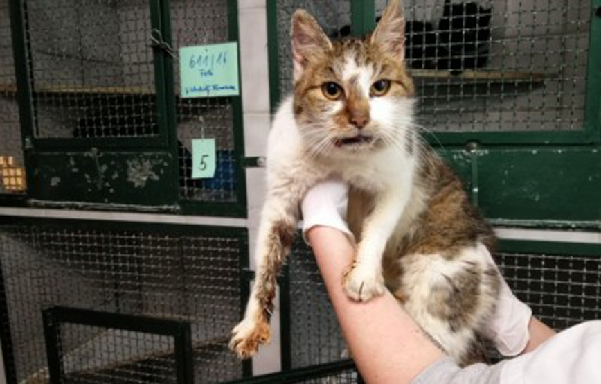 Katze-wird-hochgehalten-vor-gitterboxen Glücklich vermittelt - Tierschutzliga Dorf Neuhausen