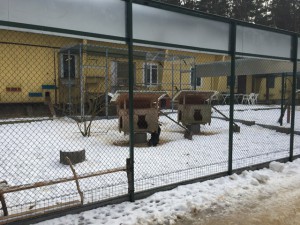 Katzengehege Tierschutzliga-Dorf nach dem Umbau