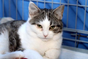 Katze Lea sitzt vor Gitter