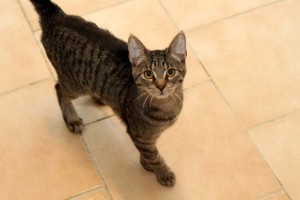 Europäische Kurzhaar Katze Maja schaut nach oben