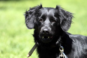 Hundedame Püppy