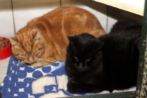 Katzen Paulchen und Mäuschen