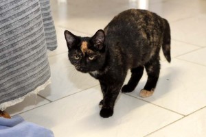 freche Katze Penelope
