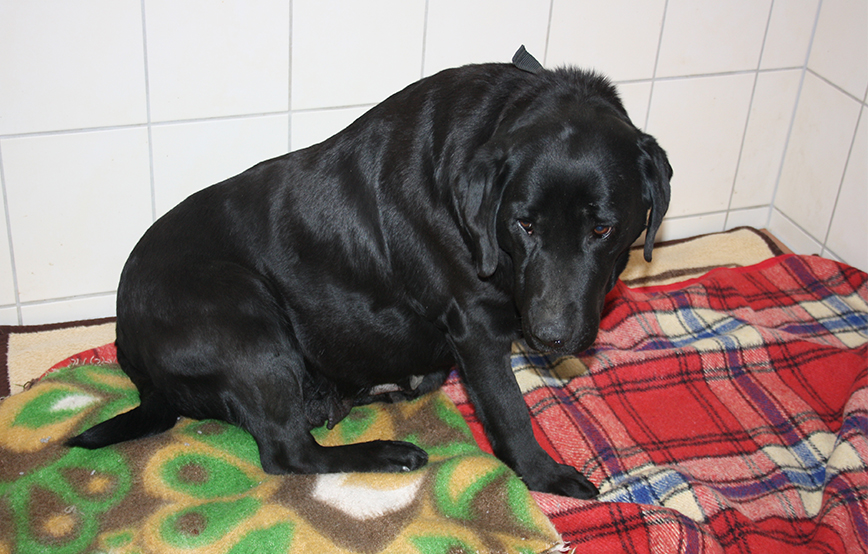 schwarze Labrador Hündin auf Decke