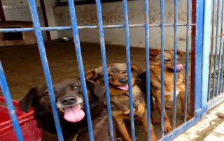 drei hunde PT311 313 317 im zwinger