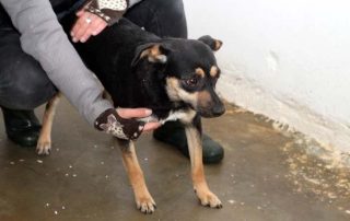 schwarz brauner hund PT508 mit hand