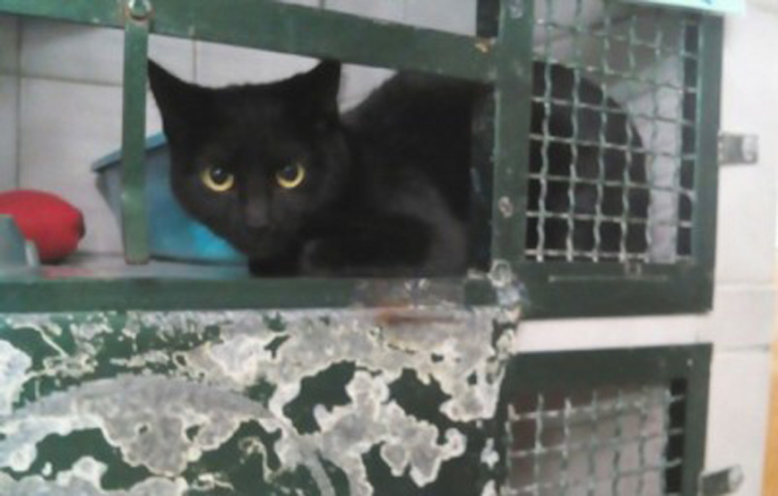 schwarze-katze-sitzt-in-gitterbox Glücklich vermittelt - Tierschutzliga Dorf Neuhausen