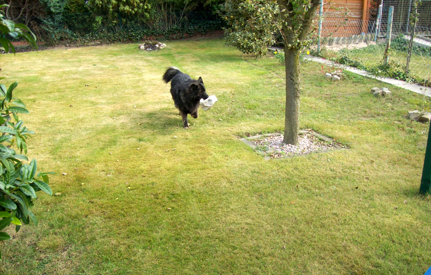 schwarzer-hund-asti-hat-kaputten-ball-im-maul Katze Lissi, ehemals Mary, fühlt sich wohl