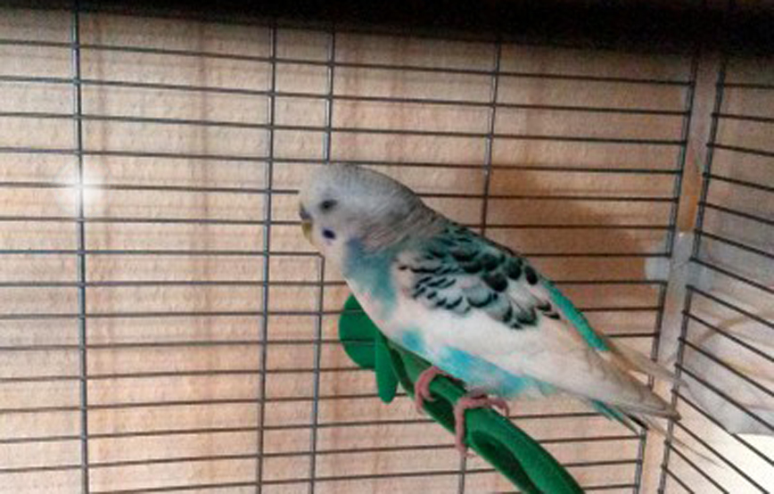 Blau weiss Wellensittich auf stange im käfig