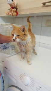 fundkater rot weiss verletzt gerettet