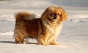 Hündin Pikenese Peggy schnee winter
