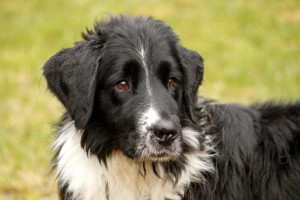 Hundeseniorin Hope schwarz weißer Hund