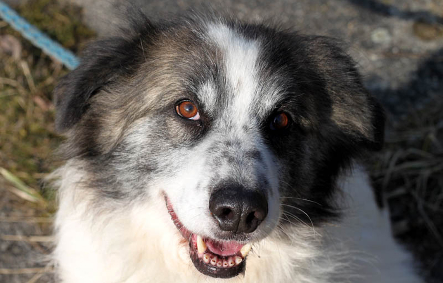 Hund-Mischa-trauriges Lucy - nichts hat mehr geholfen