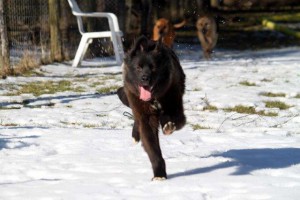 Schwarzer Hund rennt im Schnee