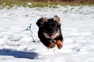 Ein Hund fliegt durch den Schnee