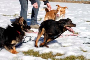 Drei Hunde aus Polen im Schnee