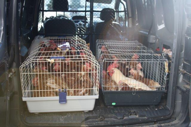 Hühner-Rettung-Käfig-Unterheinsdorf-IMG_4231 31 Hühner aus Legebetrieb gerettet