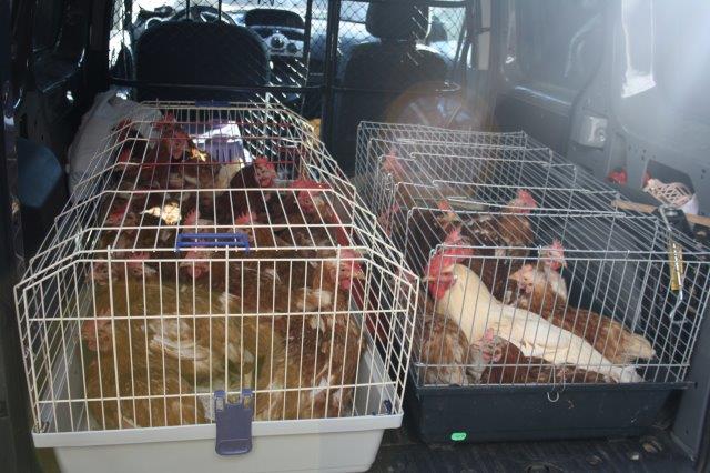 Hühner-Rettung-Käfig-Unterheinsdorf-IMG_4232 31 Hühner aus Legebetrieb gerettet