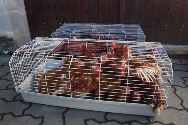 Hühner-Rettung-Käfig-Unterheinsdorf-IMG_4234 31 Hühner aus Legebetrieb gerettet