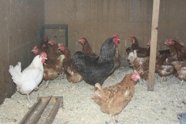 Hühner-Rettung-Stall-Unterheinsdorf-IMG_4235 31 Hühner aus Legebetrieb gerettet