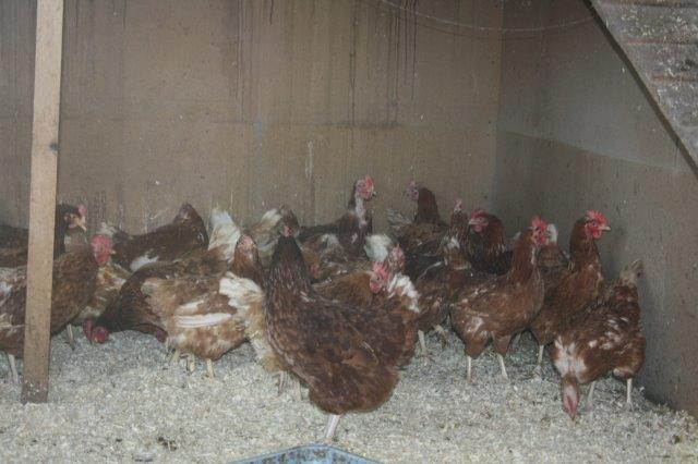 Hühner-Rettung-Stall-Unterheinsdorf-IMG_4236 31 Hühner aus Legebetrieb gerettet