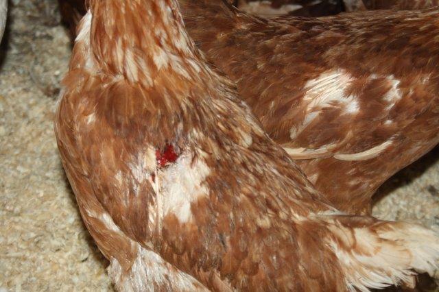 Hühner-Rettung-Stall-Unterheinsdorf-IMG_4237 31 Hühner aus Legebetrieb gerettet