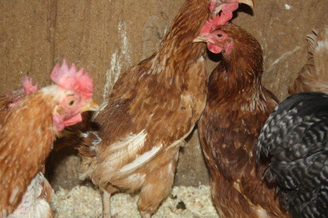 Hühner-Rettung-Stall-Unterheinsdorf-IMG_4238 31 Hühner aus Legebetrieb gerettet