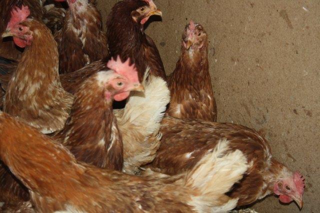 Hühner-Rettung-Stall-Unterheinsdorf-IMG_4239 31 Hühner aus Legebetrieb gerettet