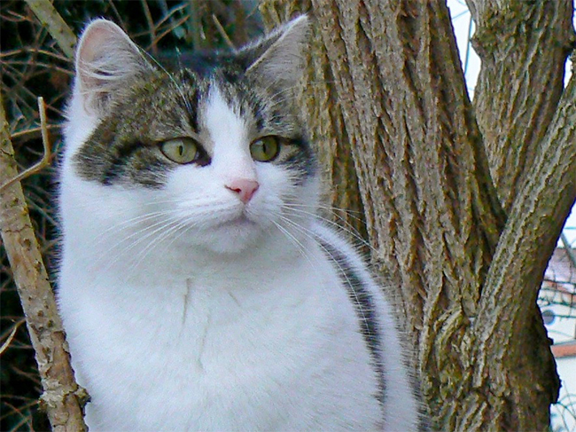 Ida-1_1JPG Katze Ida - ein Jahr verschwunden