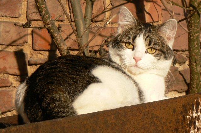 Ida-2 Katze Ida - ein Jahr verschwunden
