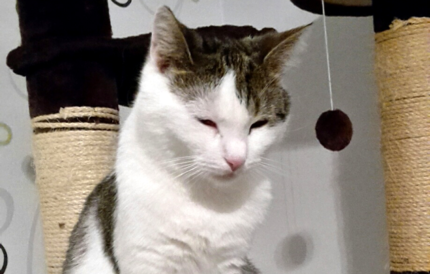 Katze Speedy ist müde auf Kratzbaum