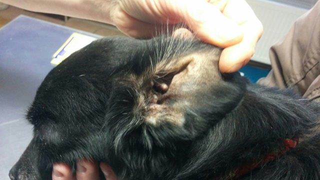 WhatsApp-Image-2017-02-03-at-20.05.242 Hundesenior Benni kämpft um sein Leben