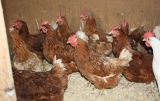 Osterzeit Hühner Rettung Käfig Unterheinsdorf