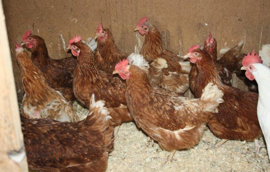 Osterzeit Hühner Rettung Käfig Unterheinsdorf