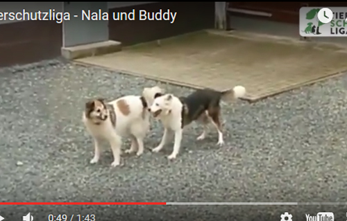 beitragsbild-Nala-Hund-Buddy-Hütehund-spielen-Schnee Aktuelles - Tierheim Unterheinsdorf