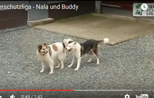 beitragsbild-Nala-Hund-Buddy-Hütehund-spielen-Schnee Mia ist zuhause angekommen