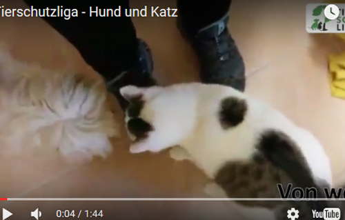 beitragsbild-bolonka-hund-katze-freunde-video Aktuelles - Tierheim Unterheinsdorf