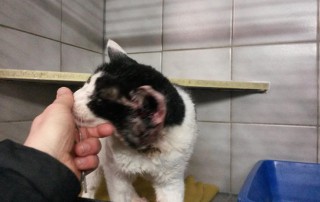 beitragsbild-kater-rudi-beule-verletzt-streicheln-tierschutzliga-dorf-320x202 Spendenaktion in Cottbus mit Straßenmusik