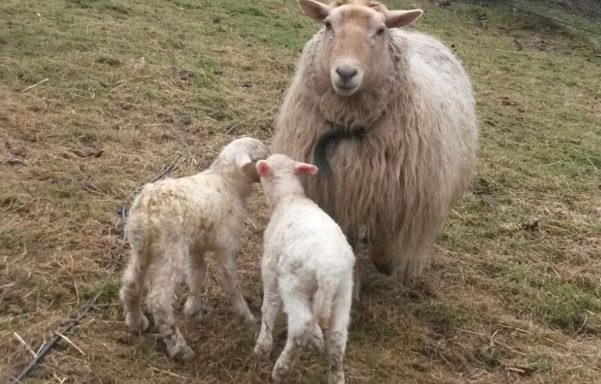 beitragsbild schaf lämmer geburt wiese unterheinsdorf