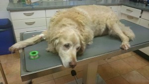 samy hund golden retriever alt schlaganfall behandlungstisch wardenburg