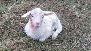 schaf lamm geburt wiese unterheinsdorf