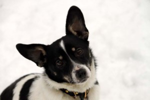 schwarz weiss Hündin Merle im Winter schnee