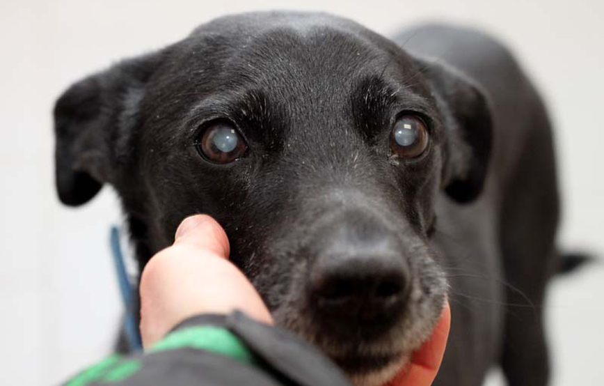 schwarzer-hund-Rudi-mit-hand-trauriges Pips - friedlich bist du eingeschlafen