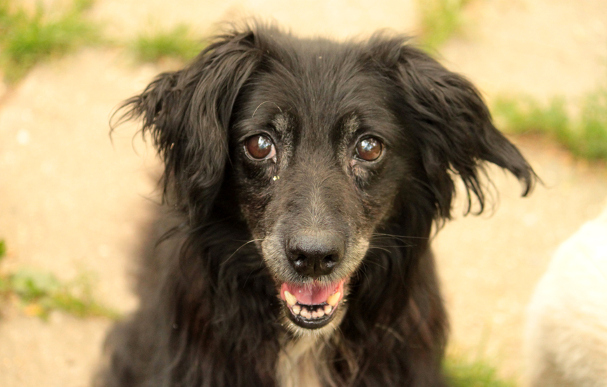 schwarzer-hund-ivel-schaut-mit-offenem-maul Edox – einfach aus dem Leben gerissen