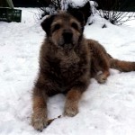 Brauner-Hund-Zotto-liegt-im-Schnee-150x150 Zotto - einfach zu spät